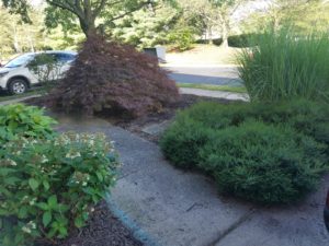 Front garden plants